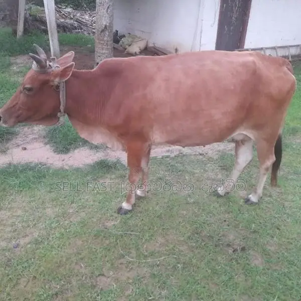 Milk Cow