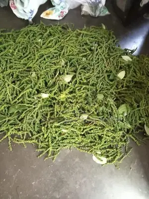 Black Pepper (අමු ගමිමිරිස් )
