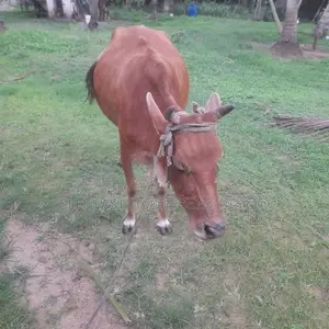 Milk Cow