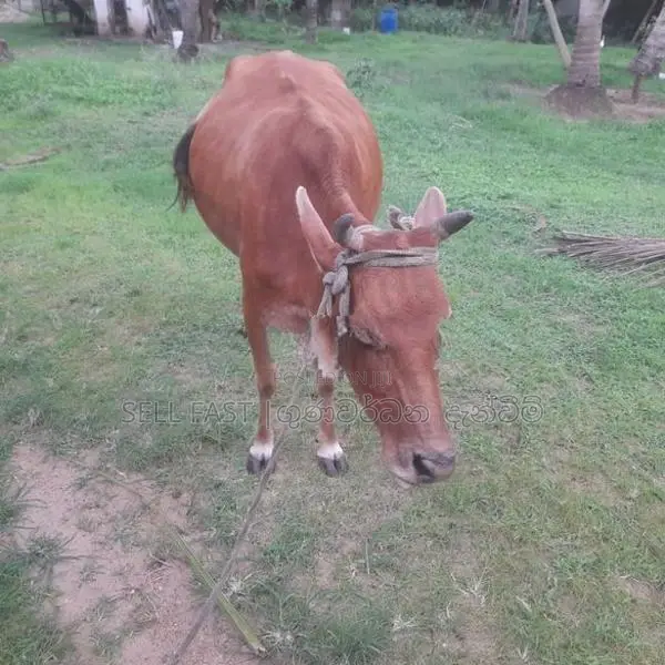 Milk Cow