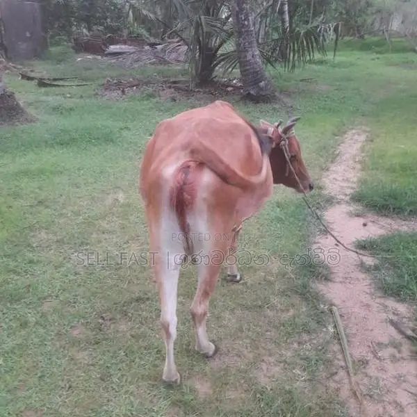 Milk Cow