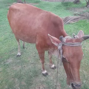 Milk Cow