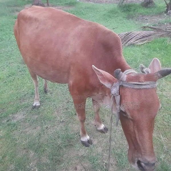 Milk Cow