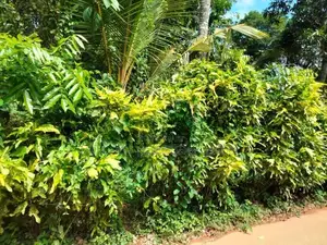 Land for Sale in Nadagamuwa, Gampaha