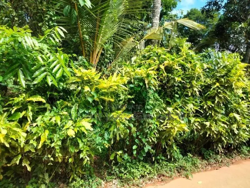 Land for Sale in Nadagamuwa, Gampaha