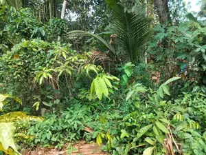 Land for Sale in Nadagamuwa, Gampaha
