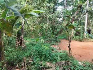 Land for Sale in Nadagamuwa, Gampaha