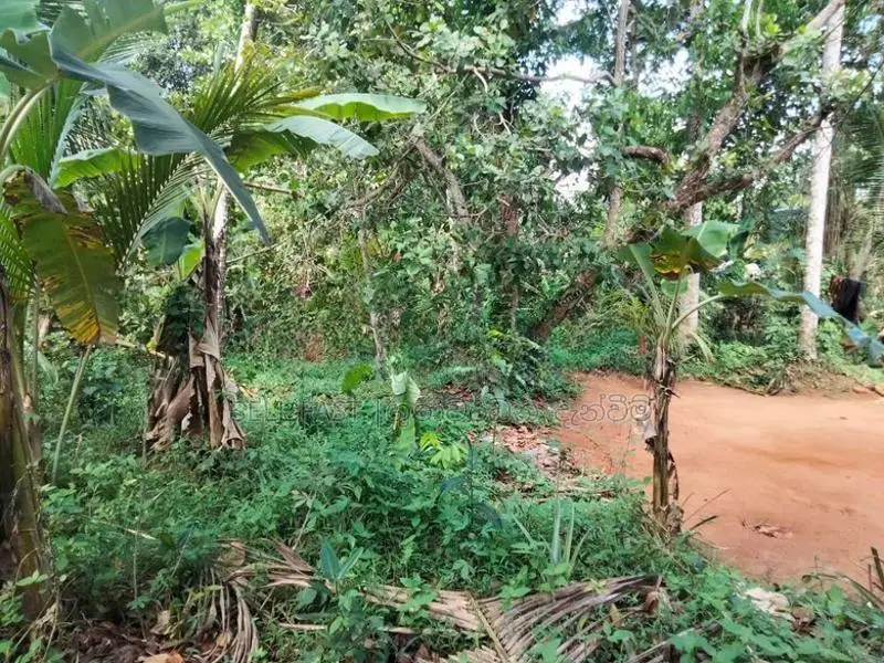 Land for Sale in Nadagamuwa, Gampaha