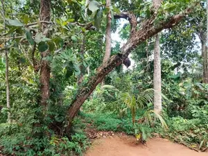 Land for Sale in Nadagamuwa, Gampaha