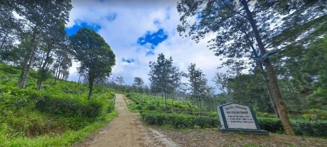 Tea land of sale pussellawa Nuwaraeliya Road