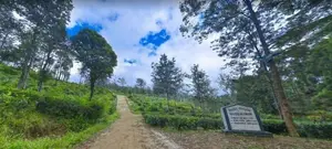 Tea land of sale pussellawa Nuwaraeliya Road