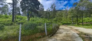 Tea land of sale pussellawa Nuwaraeliya Road