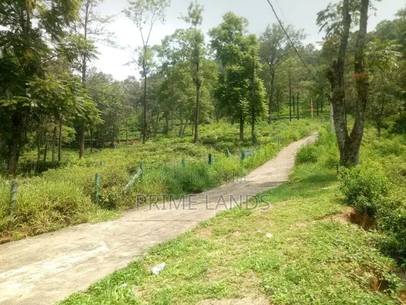 Tea land of sale pussellawa Nuwaraeliya Road