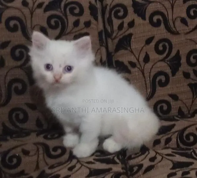 Persian Cats