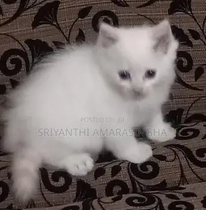Persian Cats