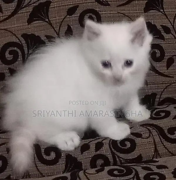 Persian Cats