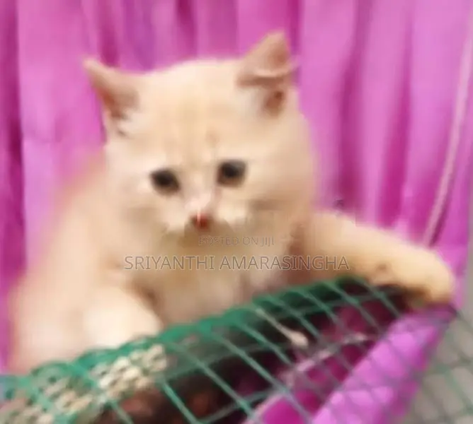 Persian Cats