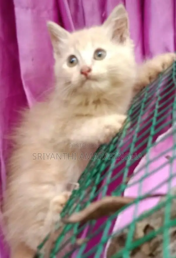 Persian Cats