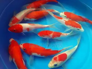 Japanese Koi Fish