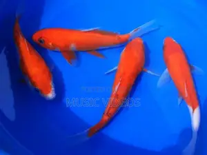 Japanese Koi Fish