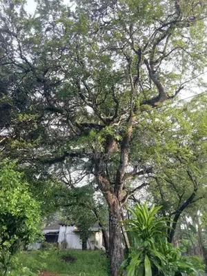 Ganemulla : 46P Highly Residential Land for Sale