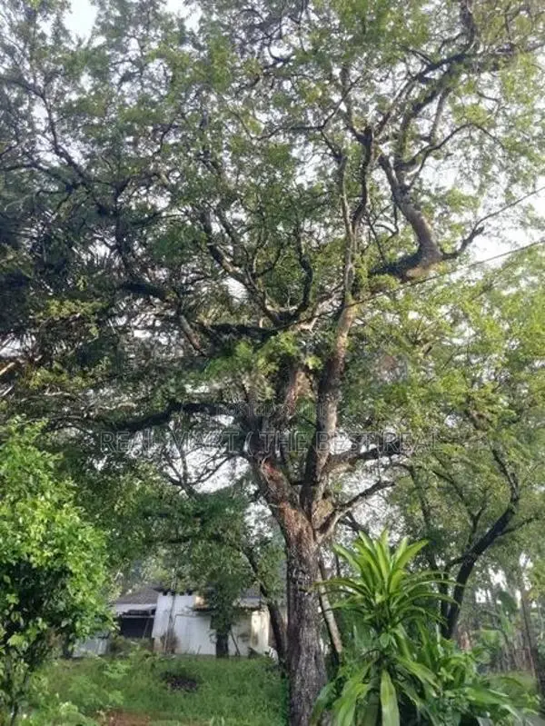Ganemulla : 46P Highly Residential Land for Sale