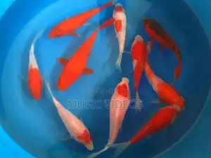 Japanese Koi Fish