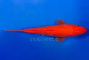 Japanese Koi Fish