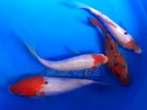 Japanese Koi Fish