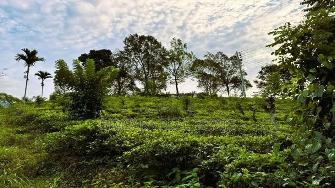 6.5 Acres Agricultural Land for Sale in Ramboda (SL 14353)