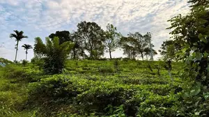 6.5 Acres Agricultural Land for Sale in Ramboda (SL 14353)