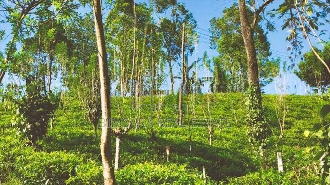 6.5 Acres Agricultural Land for Sale in Ramboda (SL 14353)