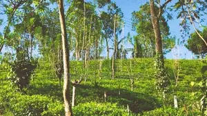 6.5 Acres Agricultural Land for Sale in Ramboda (SL 14353)