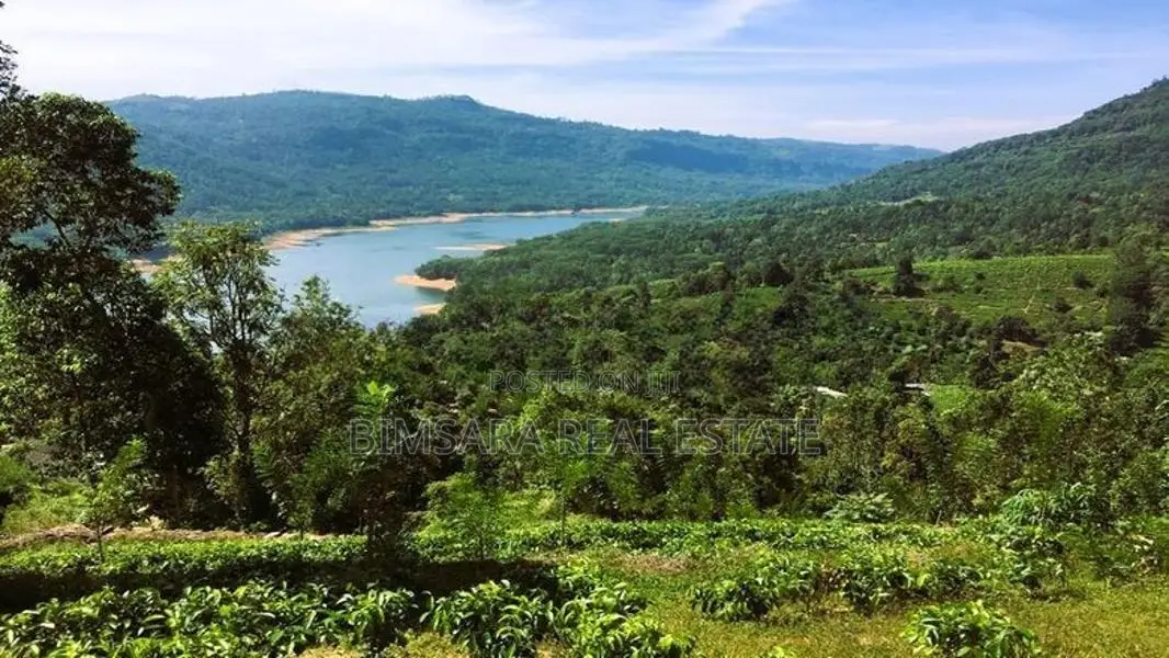 6.5 Acres Agricultural Land for Sale in Ramboda (SL 14353)