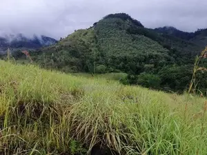 Approximately 50 Acre Land for sale in Lunugala Badulla District|SL134