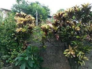 8.1 Perches Land Sale in Hevalock Road