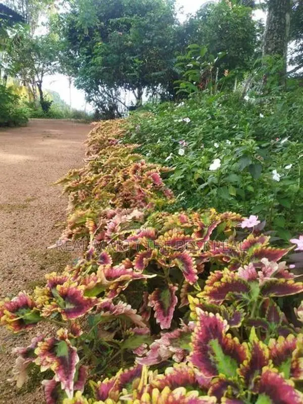 Deraniyagala : 309.51P Highly Valuable Land for Sale
