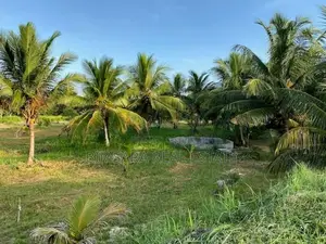 6 Acre Coconut Estate with Bungalow in Nikaweratiya (SL 14365)