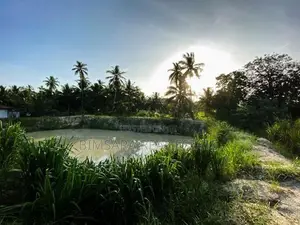 6 Acre Coconut Estate with Bungalow in Nikaweratiya (SL 14365)