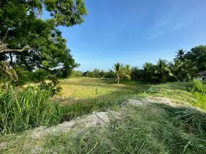 6 Acre Coconut Estate with Bungalow in Nikaweratiya (SL 14365)