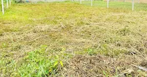 9.7 Square Land for Sale - Boralesgamuwa