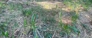 14p land for sale in Kandy