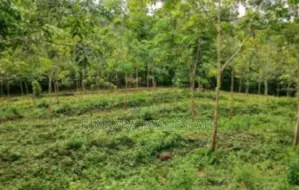 Sprawling 200 Acres Estate for Sale in Gamewela, Passara (LC 1687)