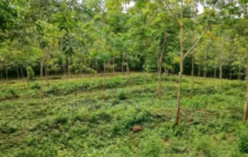 Sprawling 200 Acres Estate for Sale in Gamewela, Passara (LC 1687)