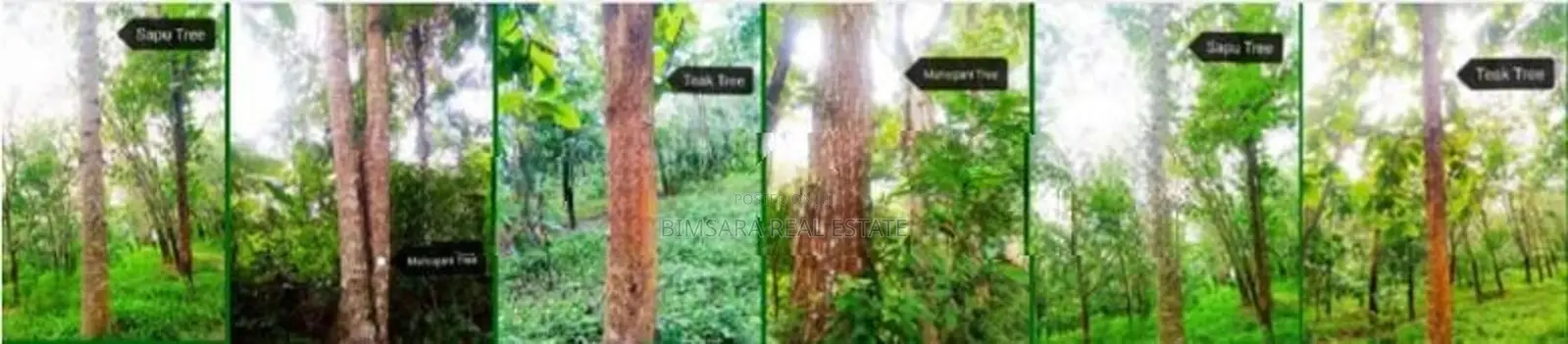 Sprawling 200 Acres Estate for Sale in Gamewela, Passara (LC 1687)