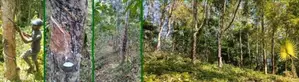 Sprawling 200 Acres Estate for Sale in Gamewela, Passara (LC 1687)