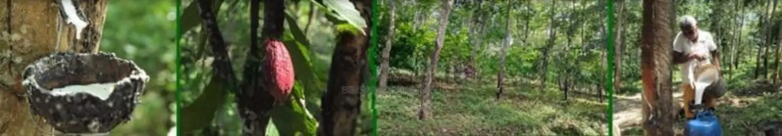 Sprawling 200 Acres Estate for Sale in Gamewela, Passara (LC 1687)