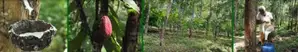 Sprawling 200 Acres Estate for Sale in Gamewela, Passara (LC 1687)