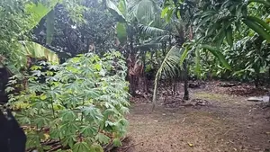 Land for Sale in Nawala