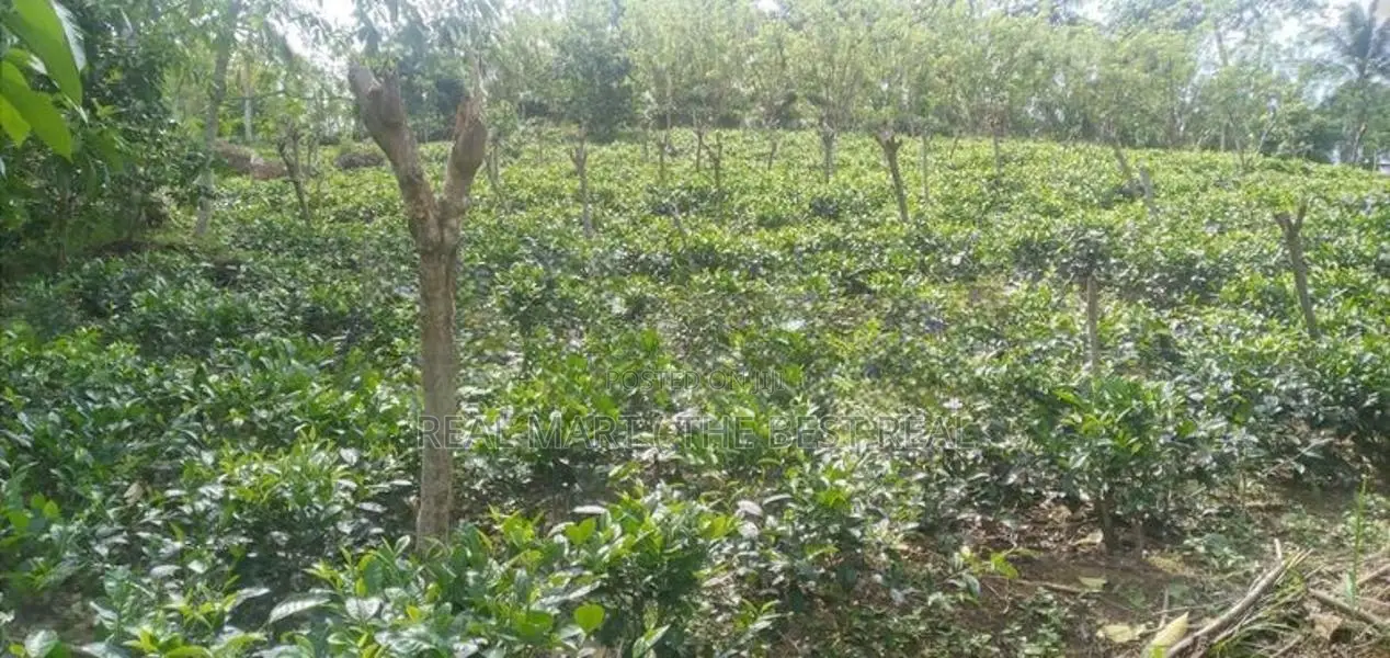 Galle : 6 Acer Tea And Cinnamon Estate for Sale at Gonamulla